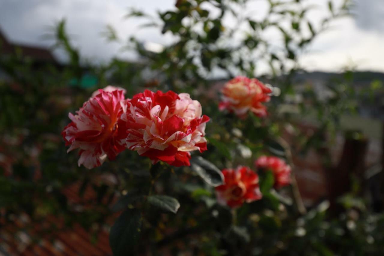 Homestay Doc Tinh Dalat Exterior foto